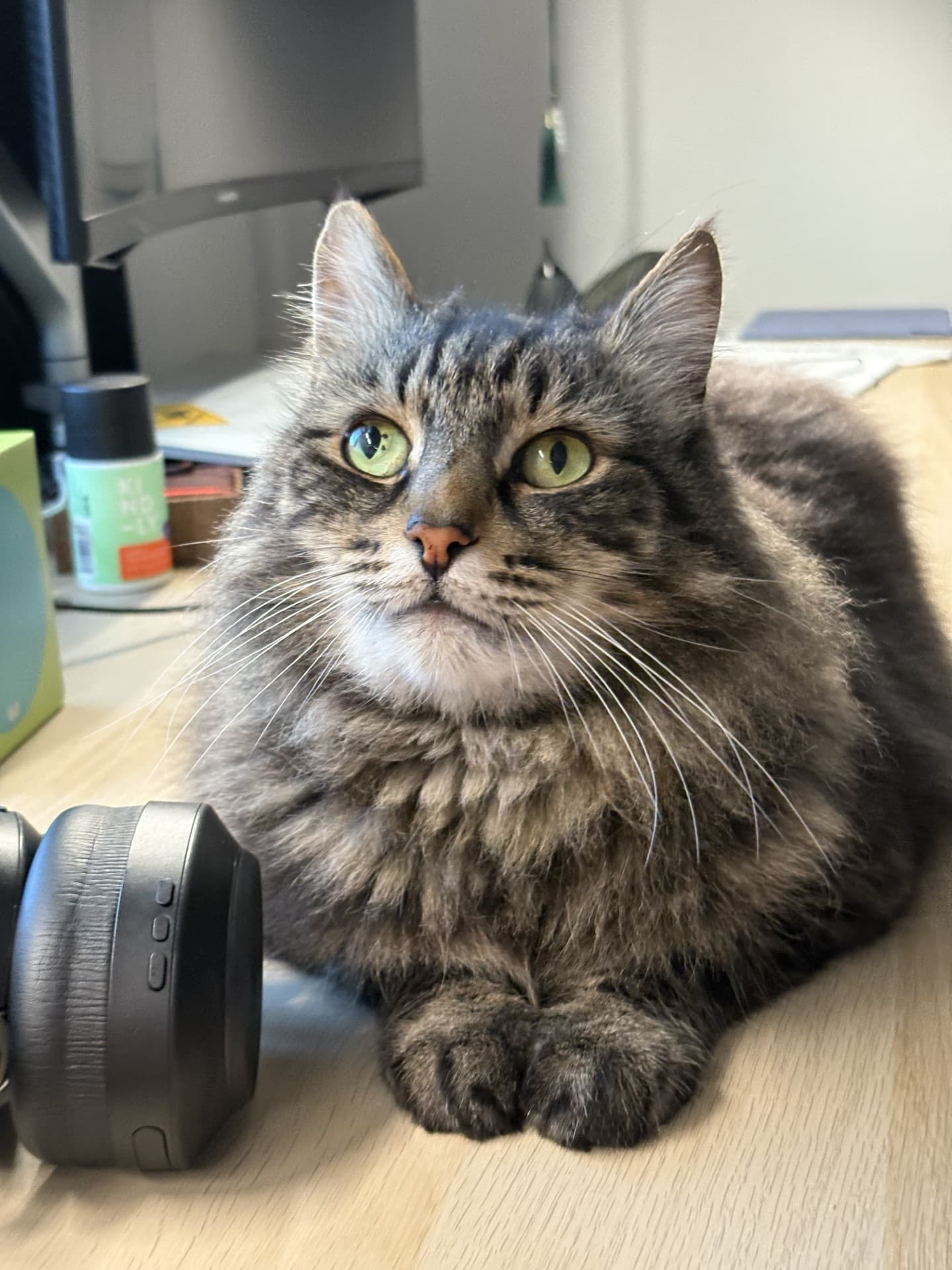 Tigger - Domestic Medium Hair cat available for adoption in Calgary