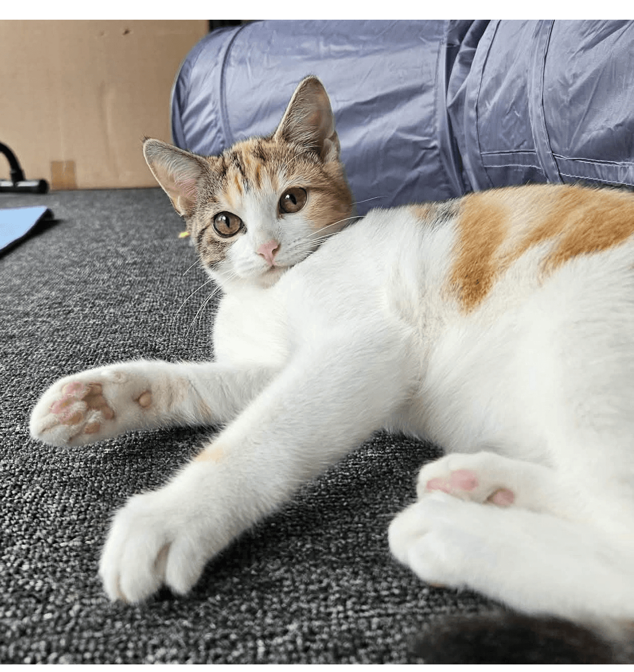 Loscam - Domestic Short Hair cat available for adoption at RSPCA NSW in Calgary