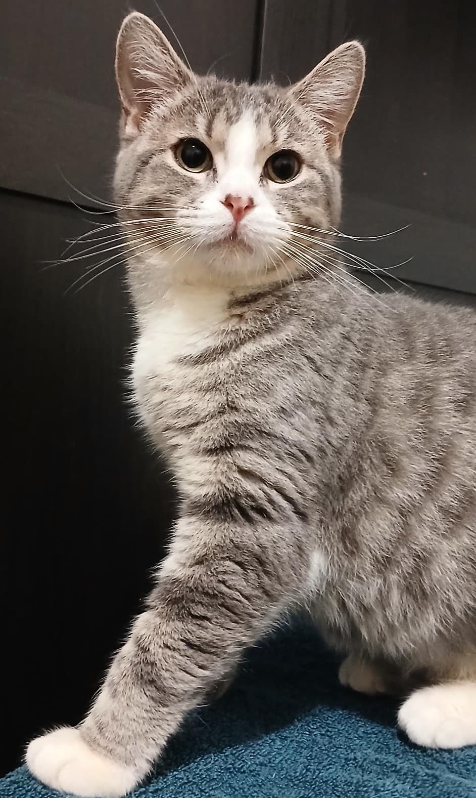 Bonnie - Domestic Short Hair cat available for adoption at RSPCA NSW in Sydney
