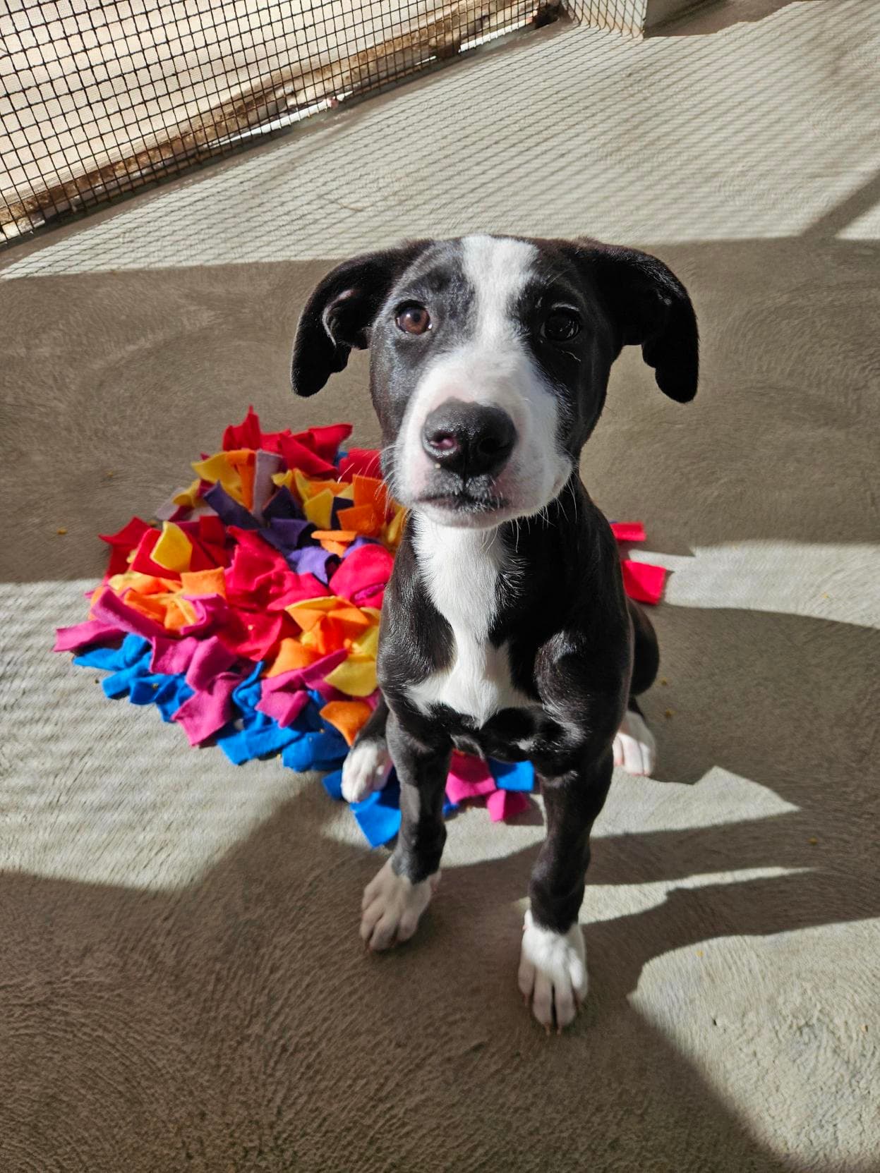 Buttons - American Staffordshire Terrier available for adoption at RSPCA NSW in Sydney