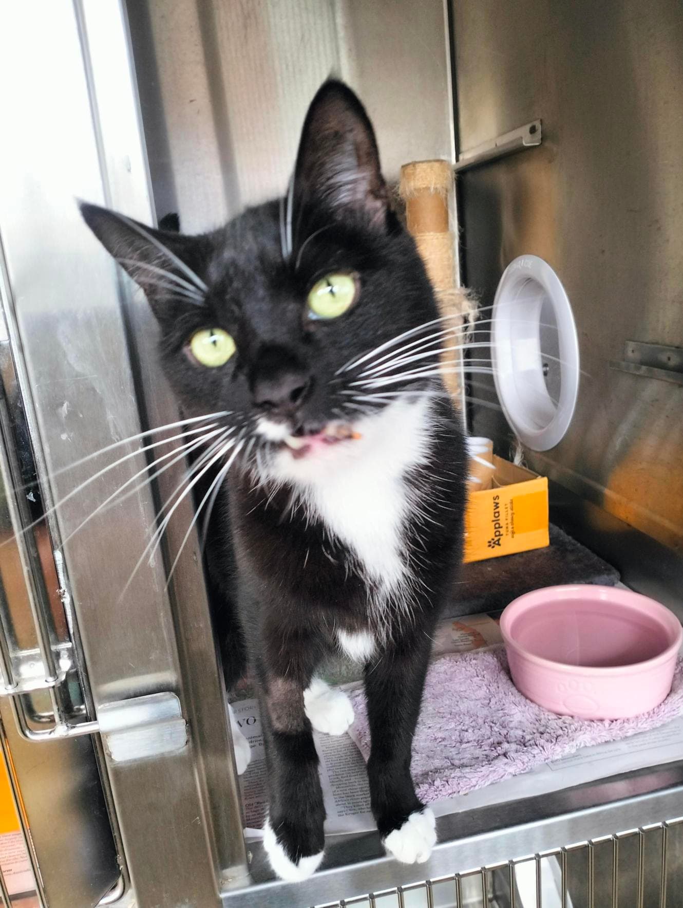 Washington - Domestic Short Hair cat available for adoption at RSPCA NSW in Sydney