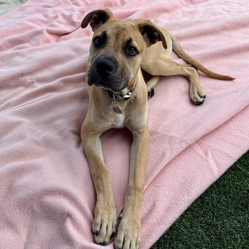 Sundae - Mastiff available for adoption in Sydney