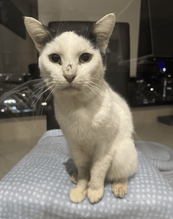 Noggin - Domestic Short Hair cat available for adoption at RSPCA NSW in Sydney