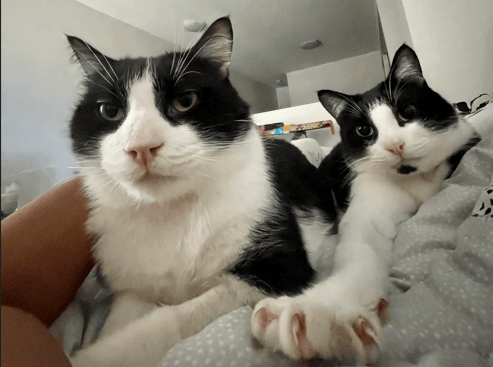 Tom - Domestic Short Hair cat available for adoption at RSPCA NSW in Calgary