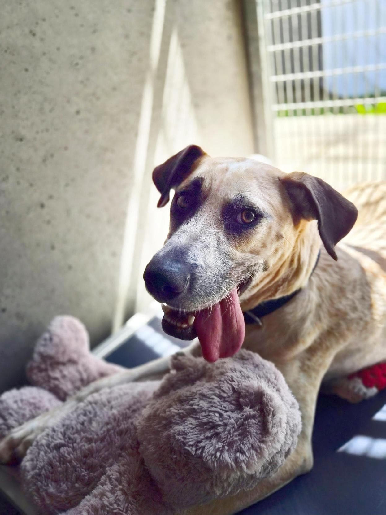 Charlotte - Mastiff / Australian Cattle Dog available for adoption in Newcastle