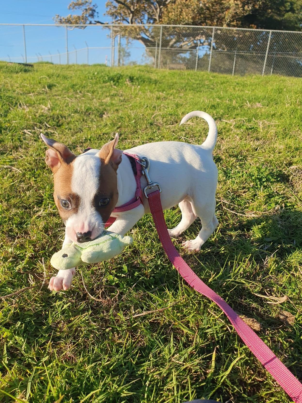 Lil P - Staffordshire Bull Terrier available for adoption at RSPCA NSW in Sydney