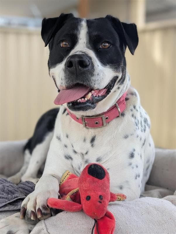 Penelope - Mastiff / British Bulldog available for adoption in Sydney