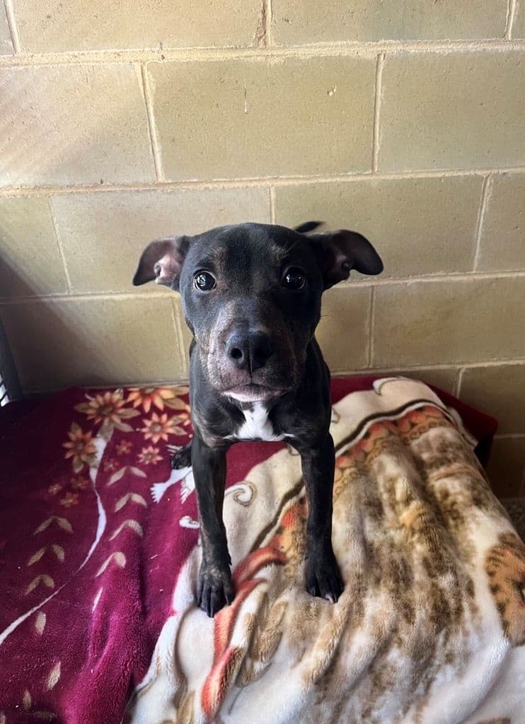 Roach - American Staffordshire Terrier available for adoption at RSPCA NSW in Wollongong