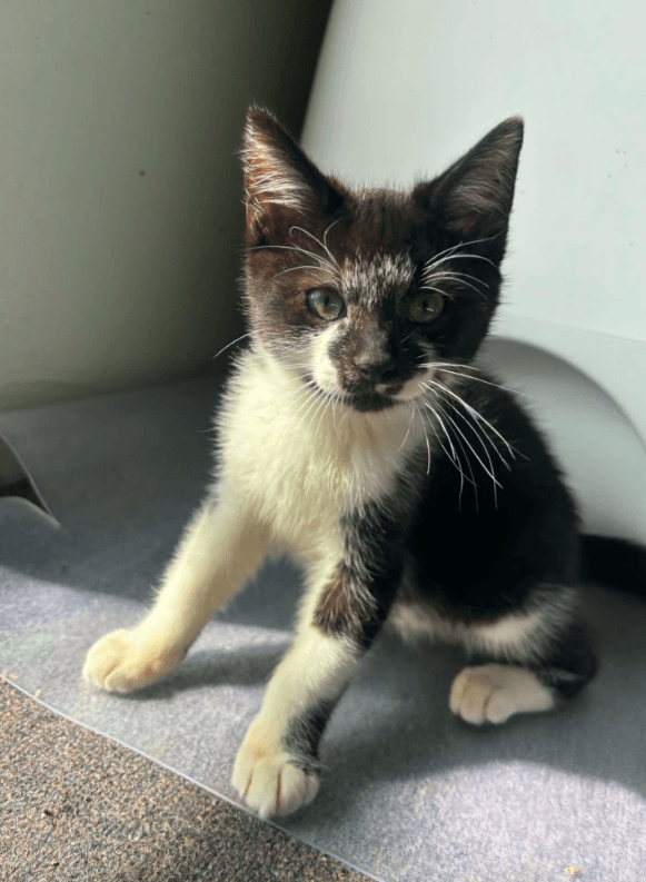 Spud - Domestic Short Hair cat available for adoption at RSPCA NSW in Sydney