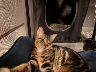 Solo - Domestic Short Hair cat available for adoption at RSPCA NSW in Calgary