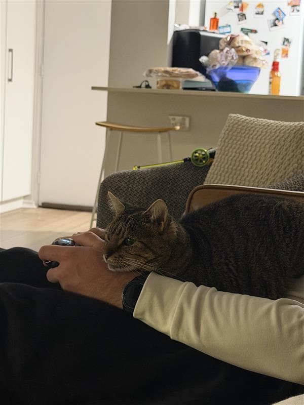 Freckles - Domestic Short Hair cat available for adoption at RSPCA NSW in Sydney