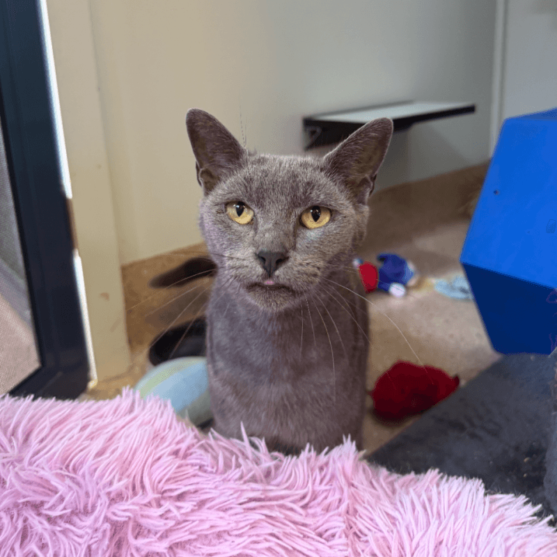 Grey - Domestic Short Hair cat available for adoption at RSPCA NSW in Calgary