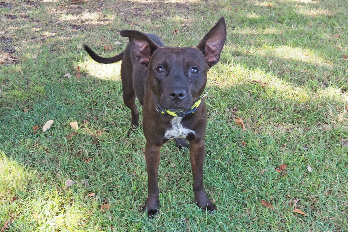 Nash - American Staffordshire Terrier available for adoption at RSPCA NSW in Calgary