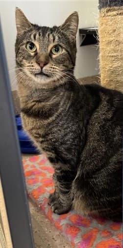 Fae - Domestic Short Hair cat available for adoption at RSPCA NSW in Calgary
