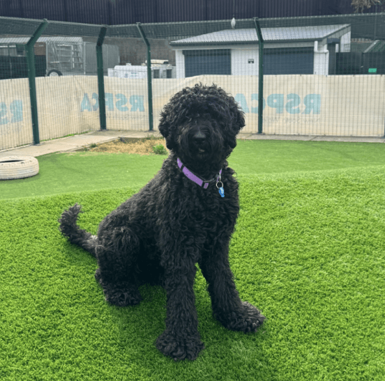 Scottie - Poodle (Standard) / Golden Retriever available for adoption at RSPCA NSW in Sydney