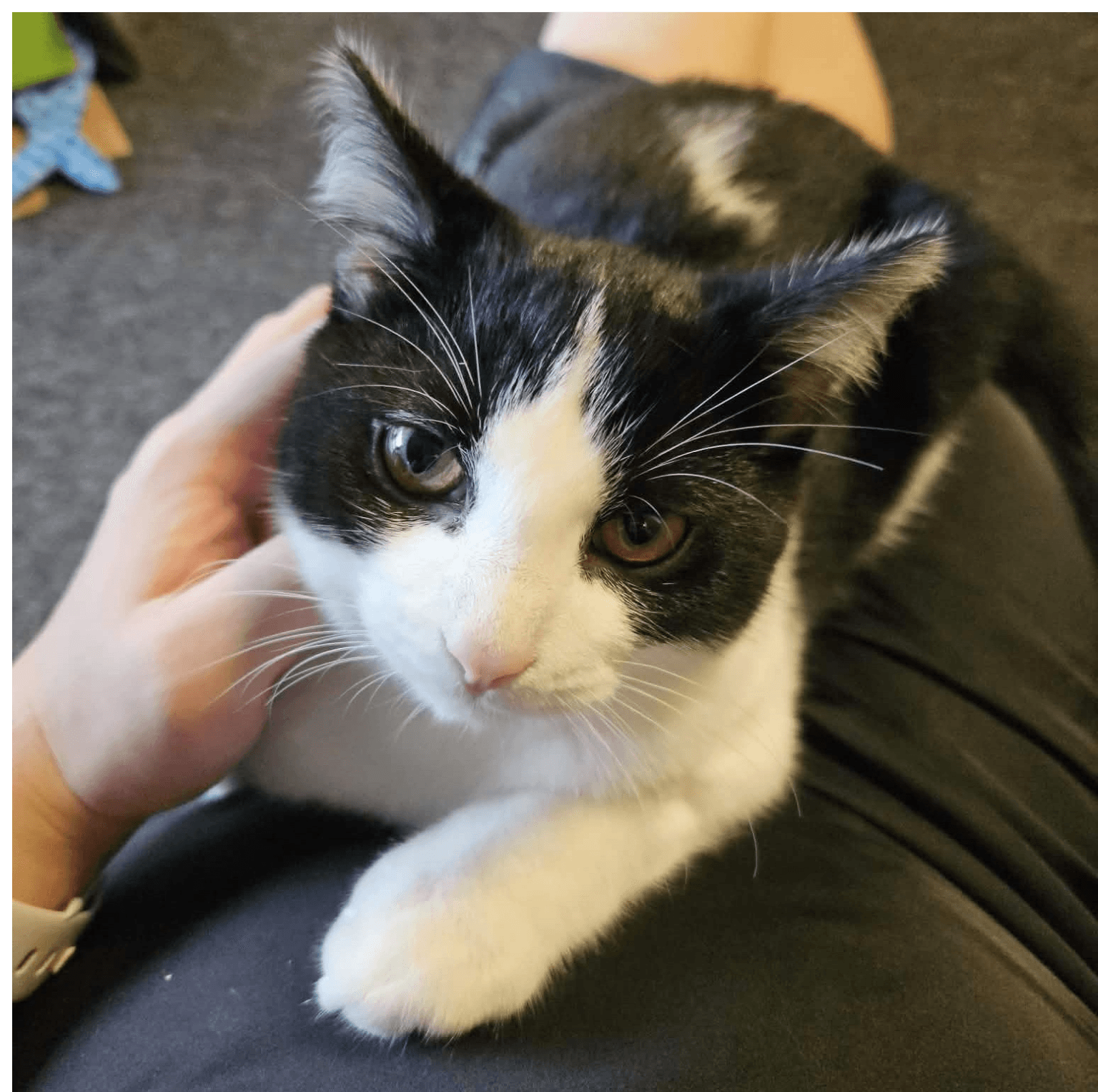 Chep - Domestic Short Hair / Domestic Short Hair cat available for adoption in Calgary