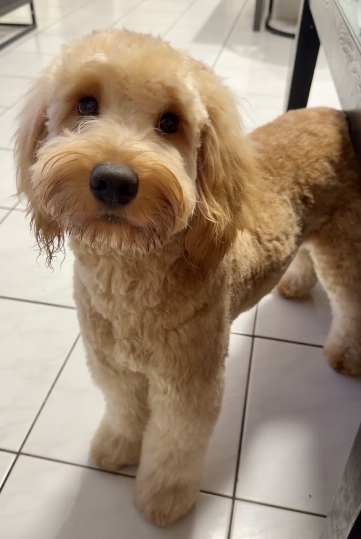 Sven - Golden Retriever / Poodle (Miniature) available for adoption in Newcastle