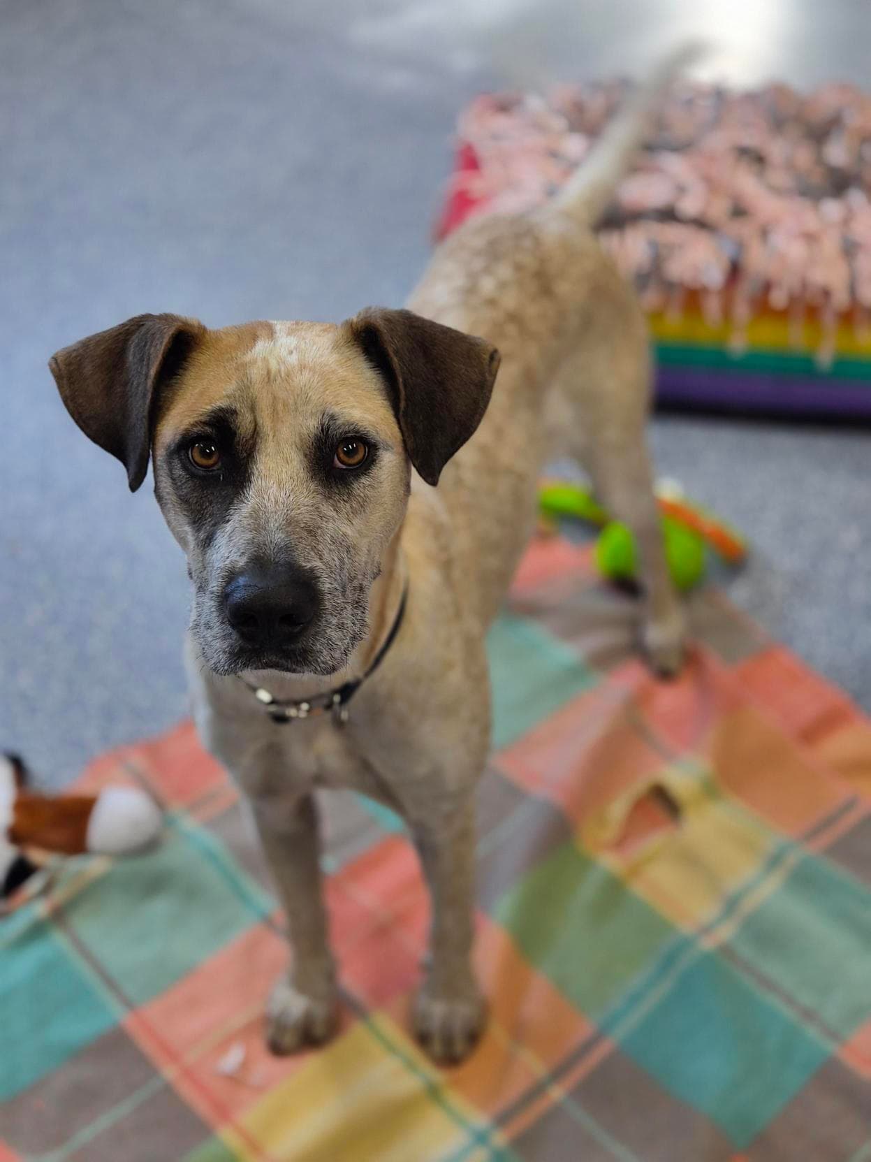 Charlotte - Mastiff / Australian Cattle Dog available for adoption in Newcastle