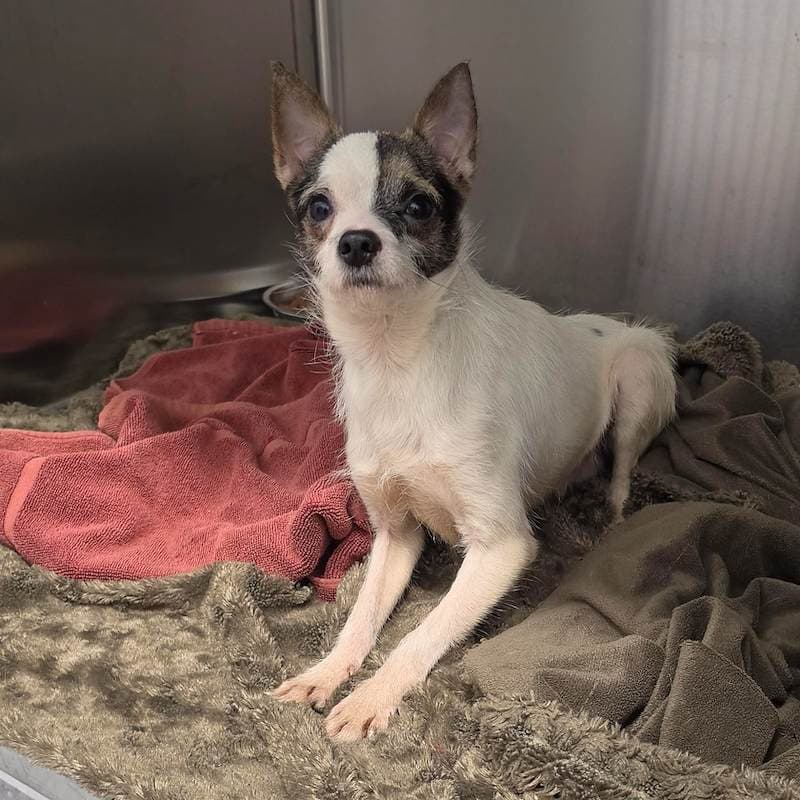 Barkley - Chihuahua (Smooth Coat) available for adoption in Newcastle