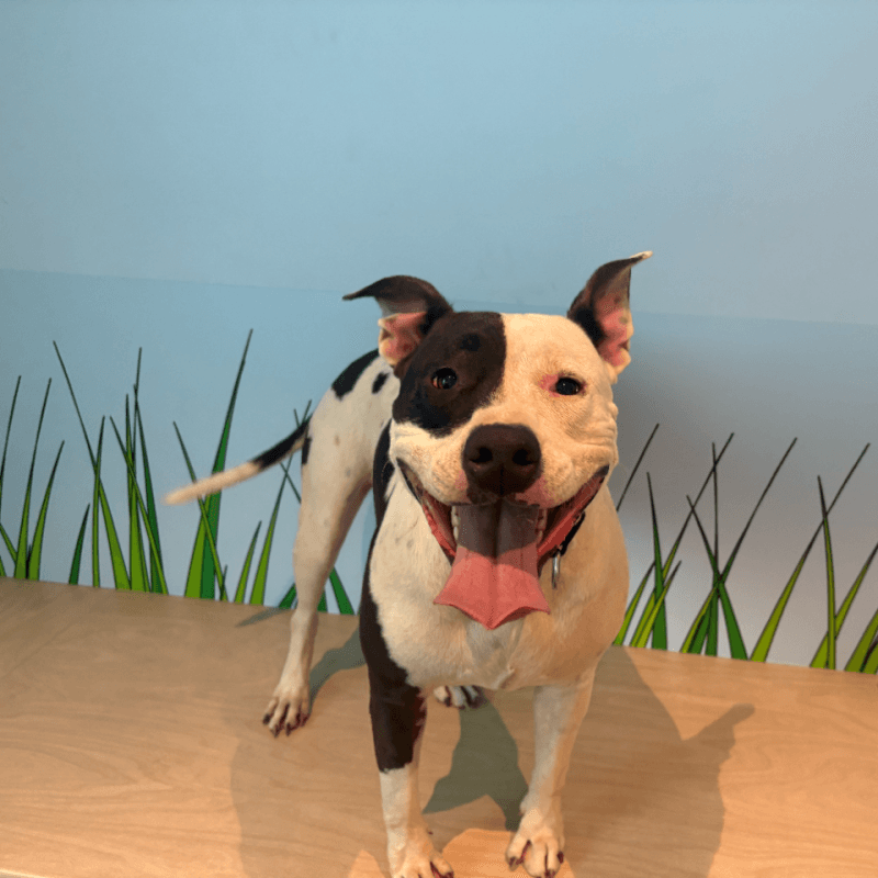 Storm - Staffordshire Bull Terrier available for adoption at RSPCA NSW in Calgary