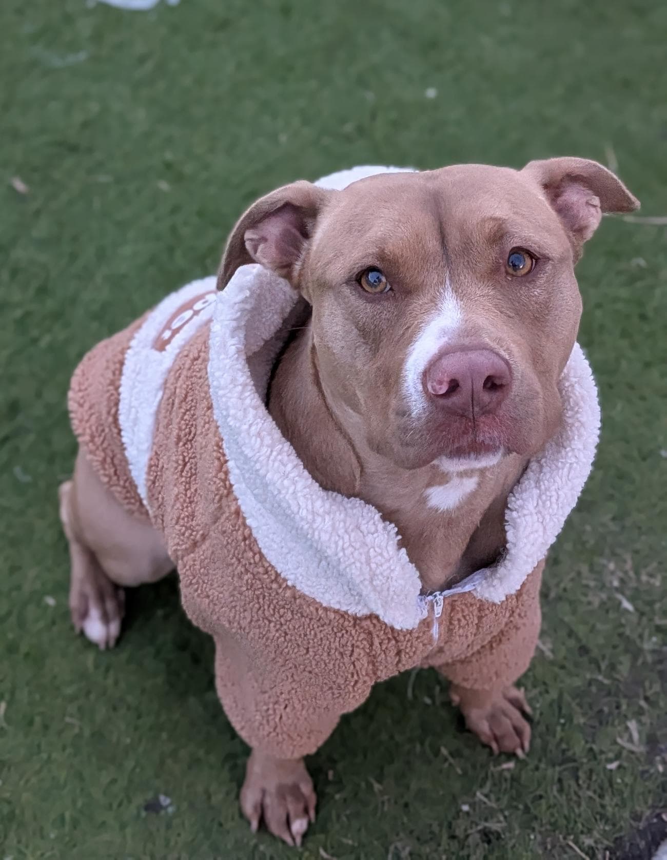 Kali - American Staffordshire Terrier available for adoption at RSPCA NSW in Sydney