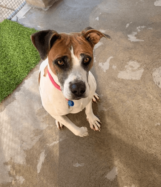 Diva - American Staffordshire Terrier available for adoption at RSPCA NSW in Sydney