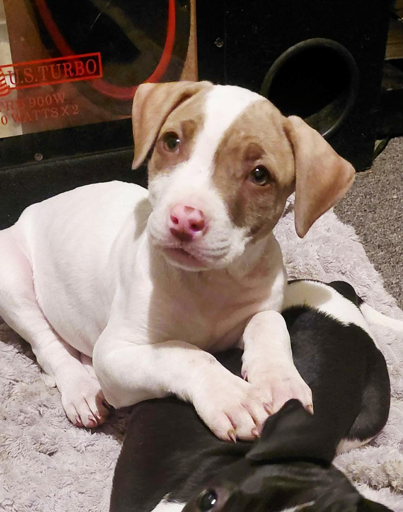 Little Tee - Staffordshire Bull Terrier / Mastiff available for adoption at RSPCA NSW in Sydney