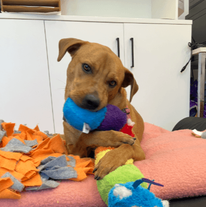 Bruno - Labrador Retriever / Australian Cattle Dog available for adoption at RSPCA NSW in Sydney