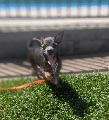 Bruce - Chihuahua (Long Coat) available for adoption in Newcastle