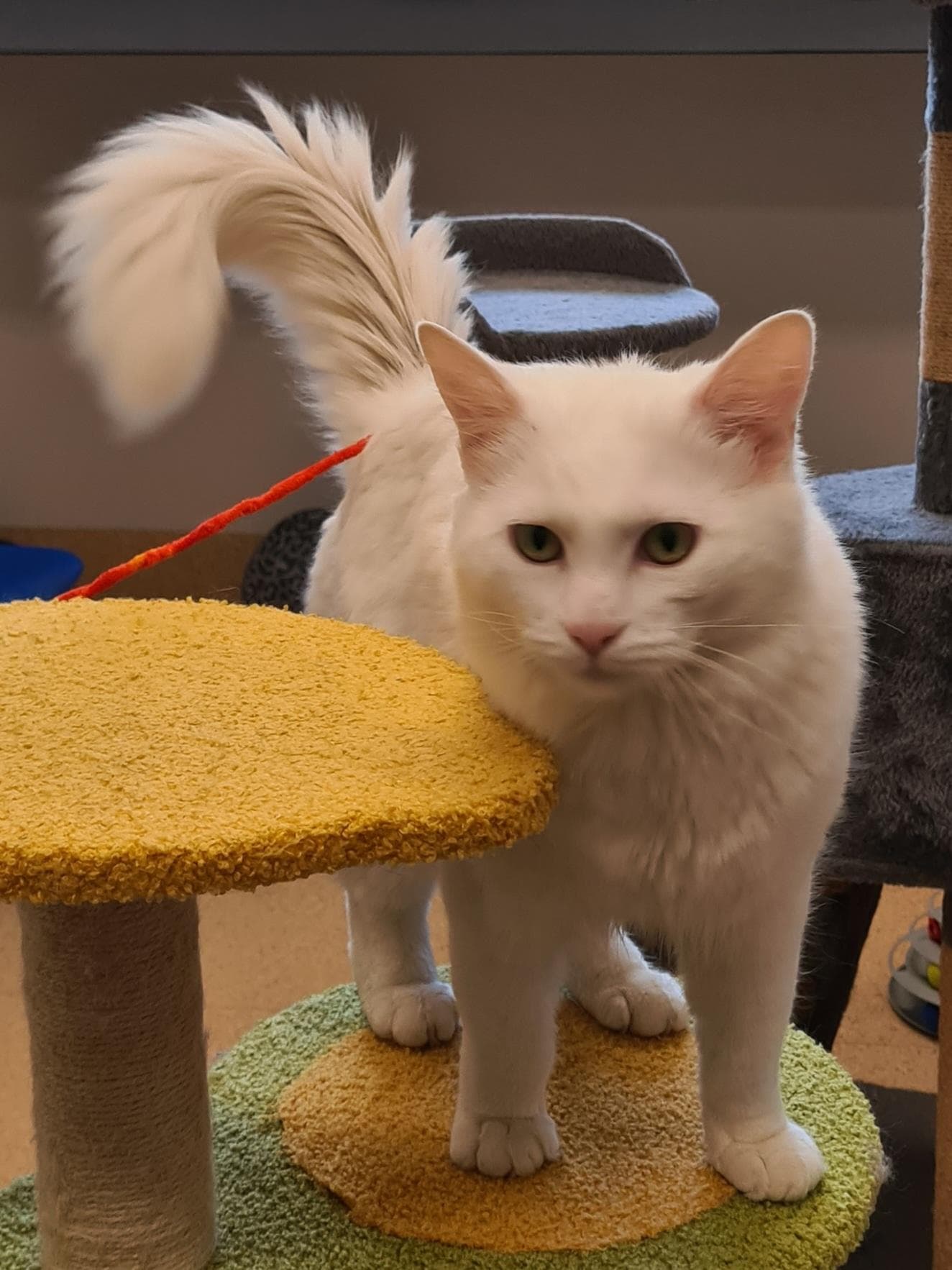 Mae O - Ragdoll / Domestic Short Hair cat available for adoption in Wollongong