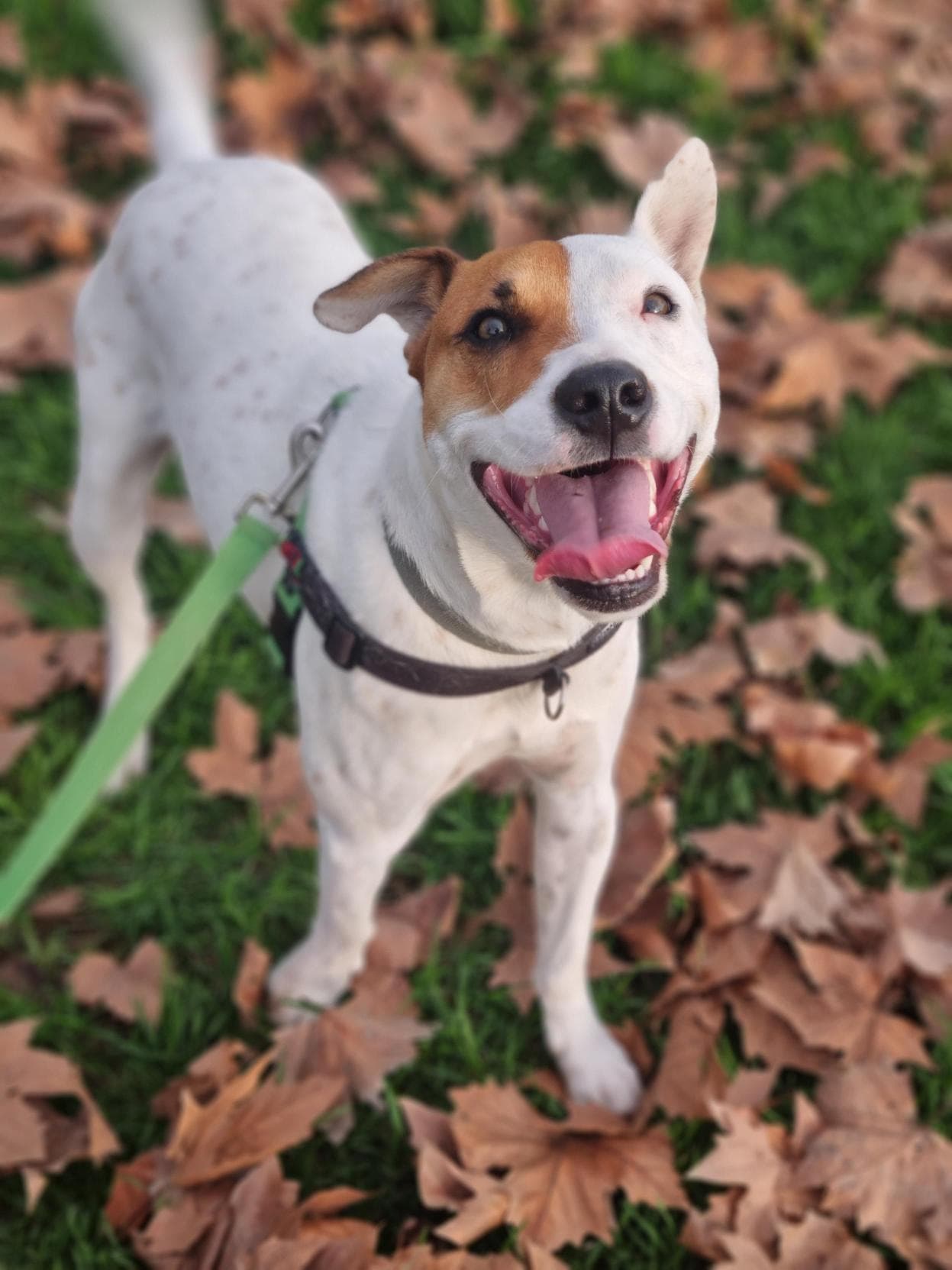 Remus - Staffordshire Bull Terrier / Australian Cattle Dog available for adoption at RSPCA NSW in Sydney