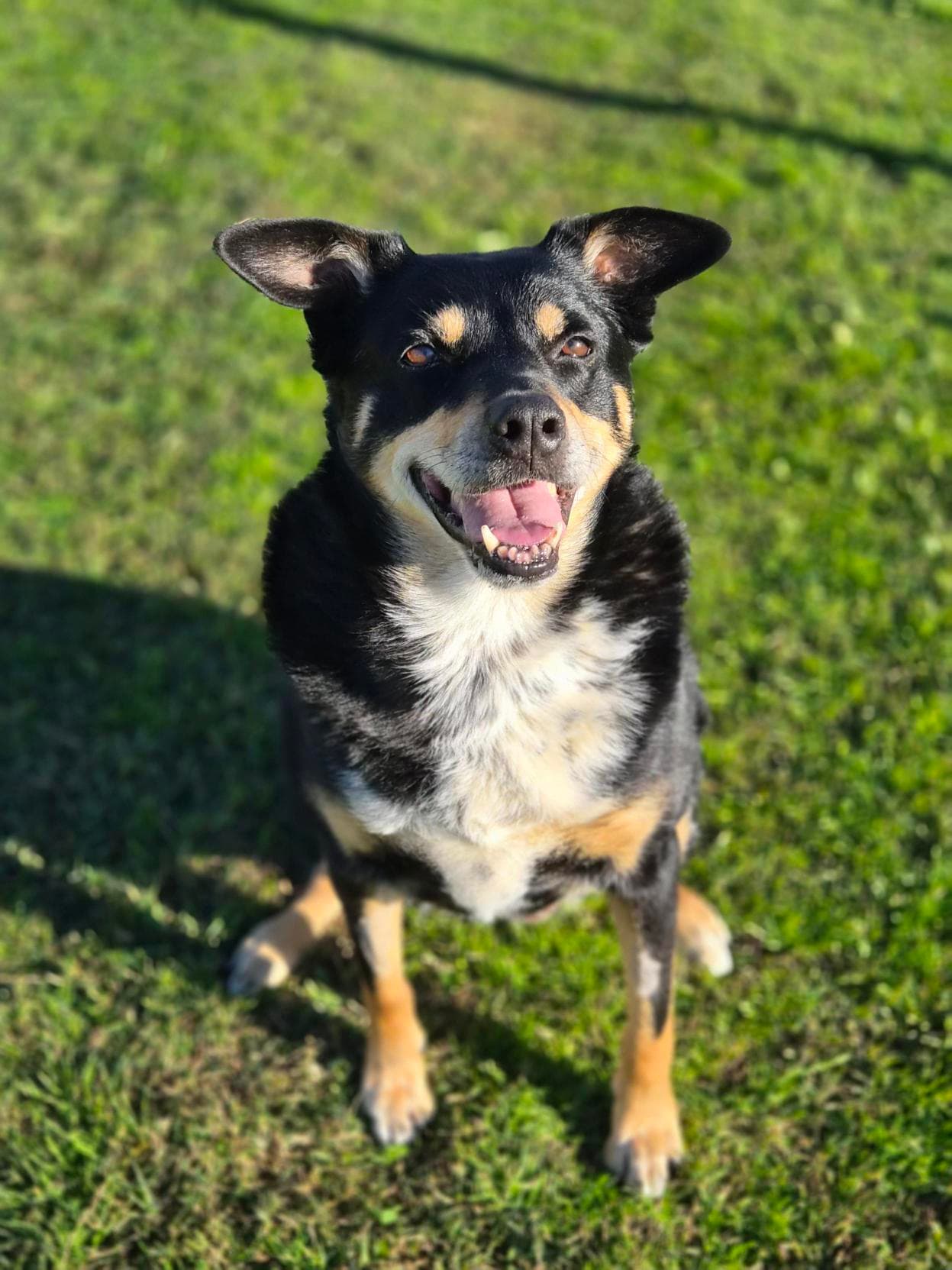 Kiera - Australian Kelpie available for adoption at RSPCA NSW in Sydney