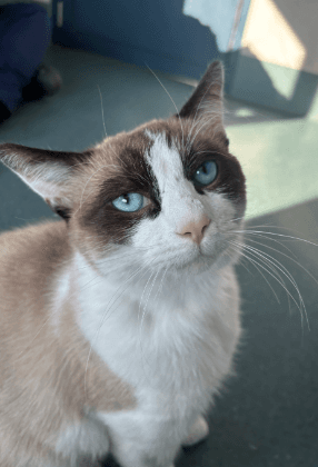 Yeti - Snowshoe cat available for adoption in Calgary