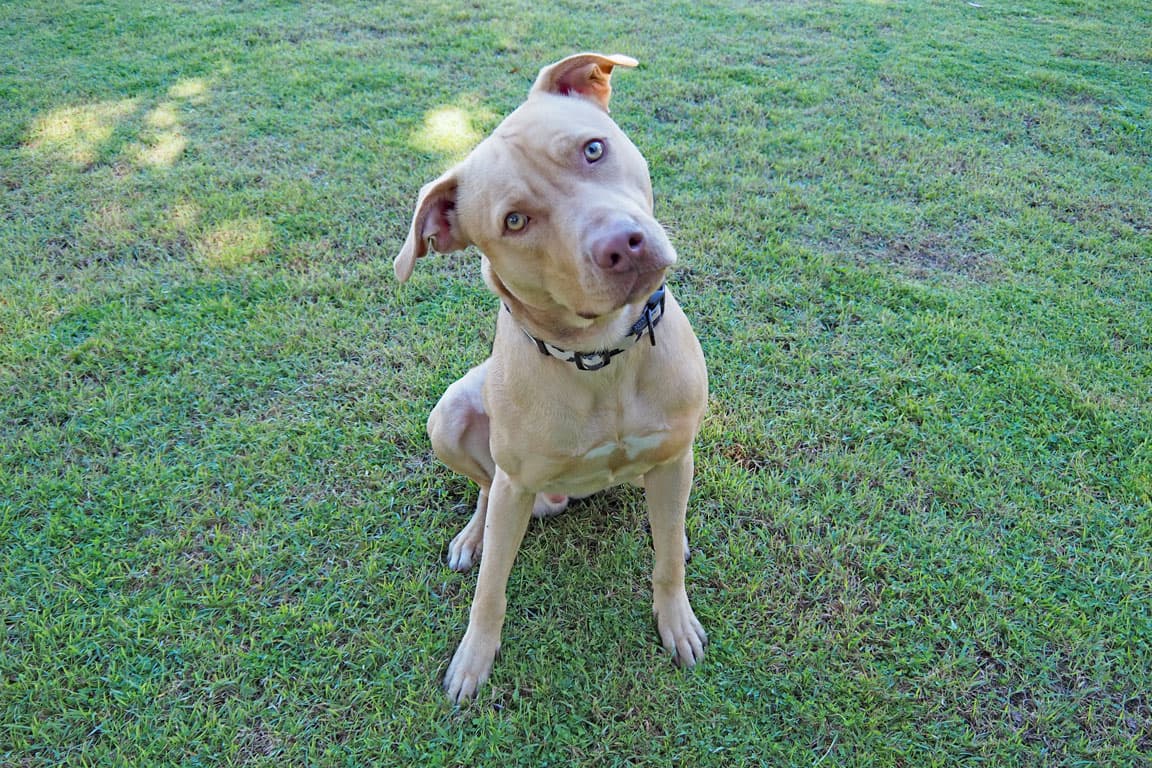 Scrappy - American Staffordshire Terrier available for adoption in Coffs Harbour