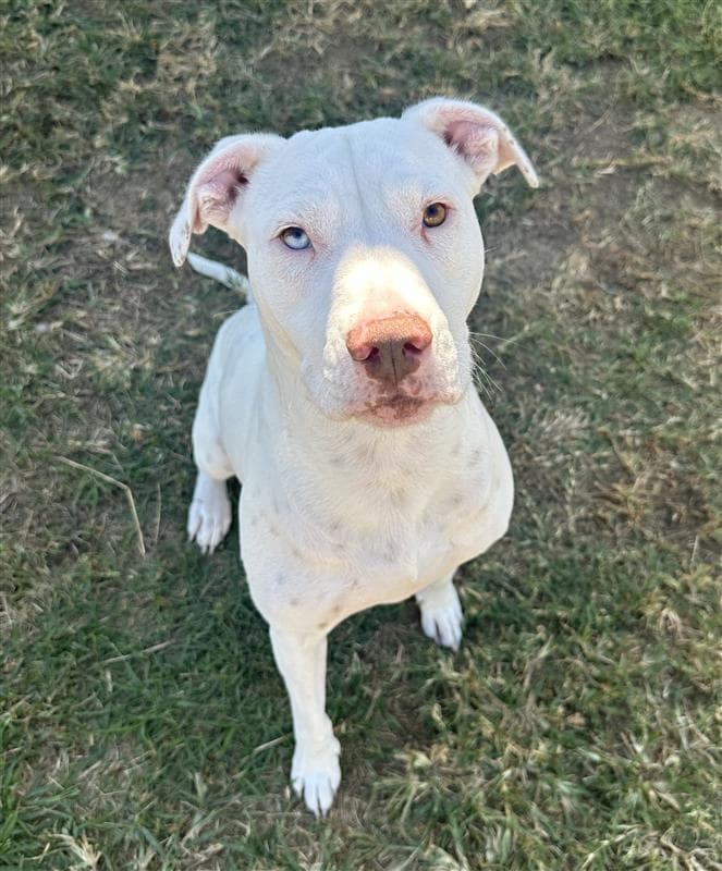 Polly - American Staffordshire Terrier / Labrador Retriever available for adoption in Calgary