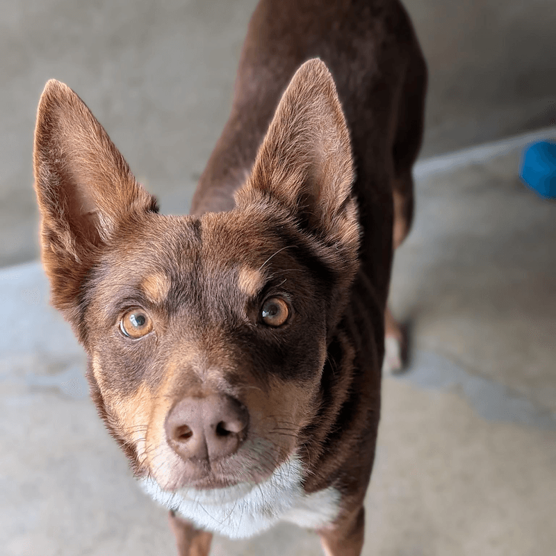 Copper - Australian Kelpie available for adoption at RSPCA NSW in Sydney