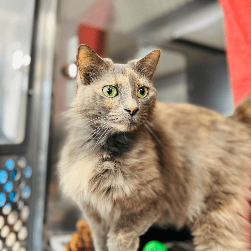 Misty - Domestic Longhair available for adoption in Newcastle