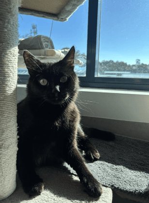 Ken - Domestic Short Hair cat available for adoption at RSPCA NSW in Calgary