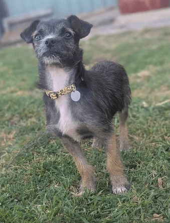 Bruce, Chihuahua (Long Coat) for adoption in Newcastle, NSW