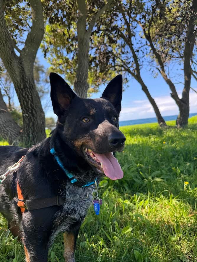 Buzz - Australian Kelpie / Australian Stumpy Tail Cattle Dog available for adoption in Wollongong