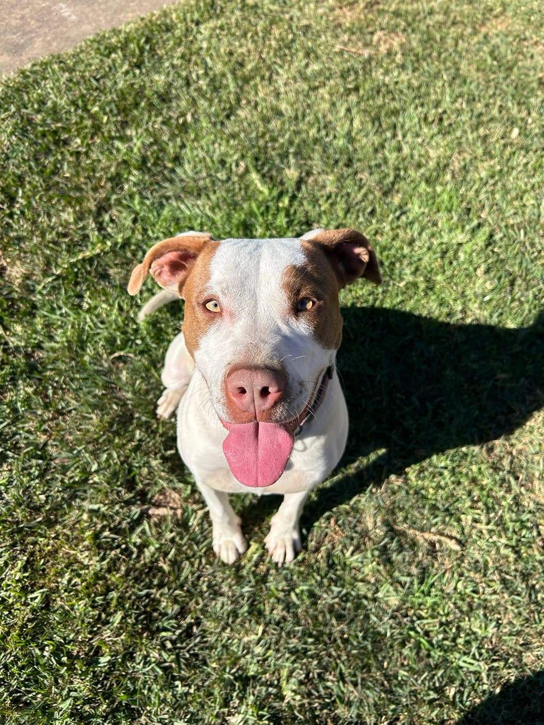 Indra - Australian Cattle Dog / Pointer available for adoption at RSPCA NSW in Sydney