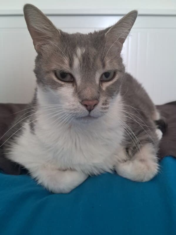 Marlow - Domestic Short Hair cat available for adoption at RSPCA NSW in Sydney