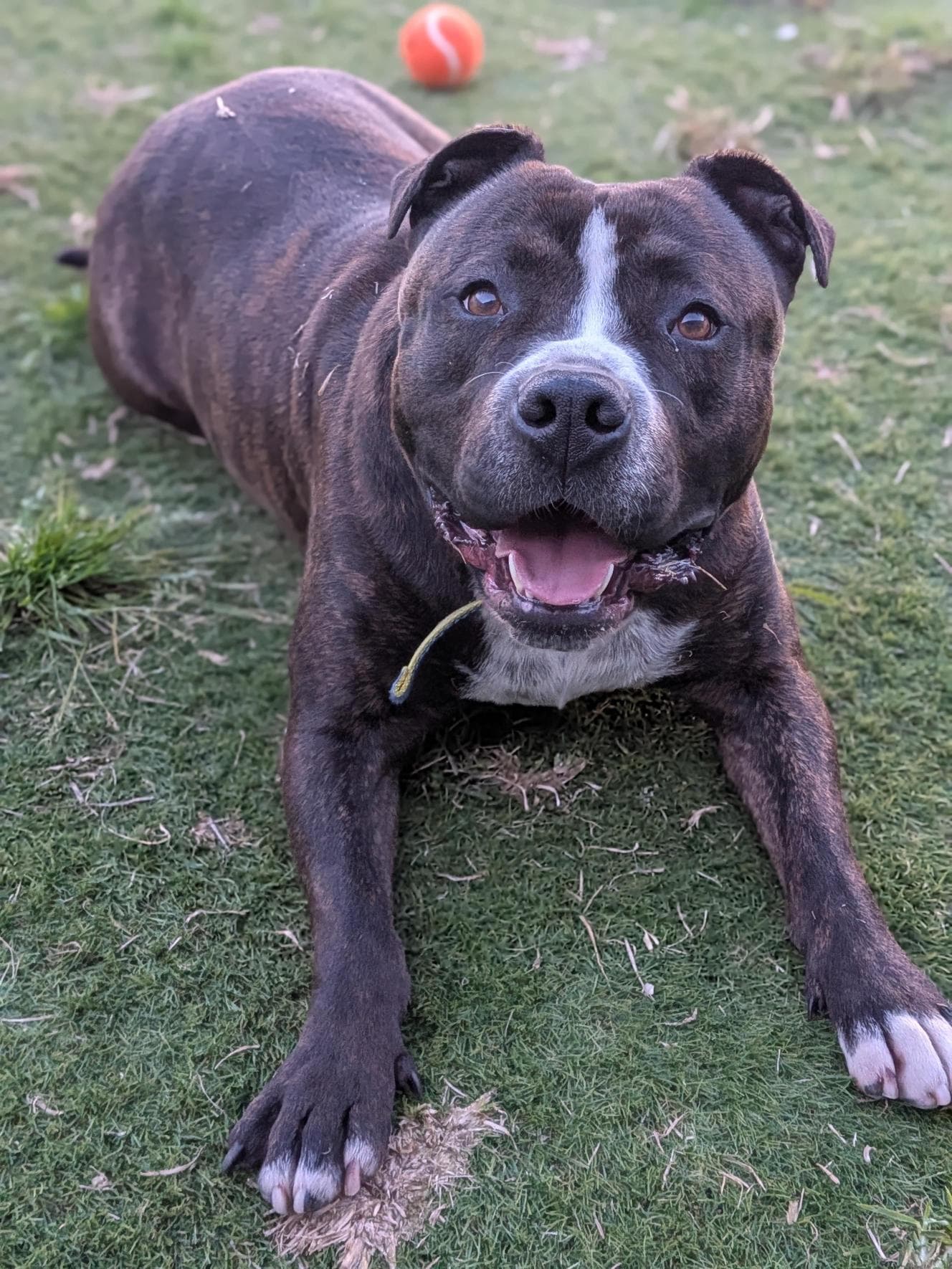 Sugar - American Staffordshire Terrier available for adoption in Sydney