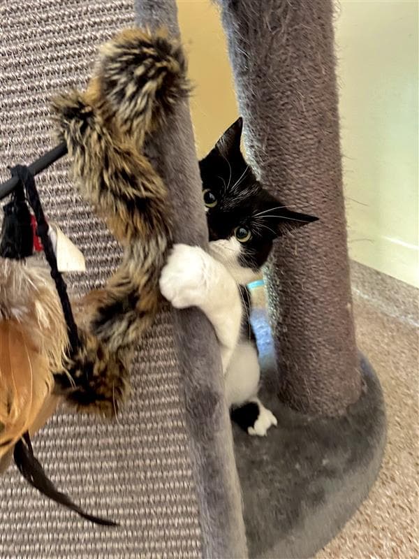 Joanie - Domestic Short Hair cat available for adoption at RSPCA NSW in Sydney