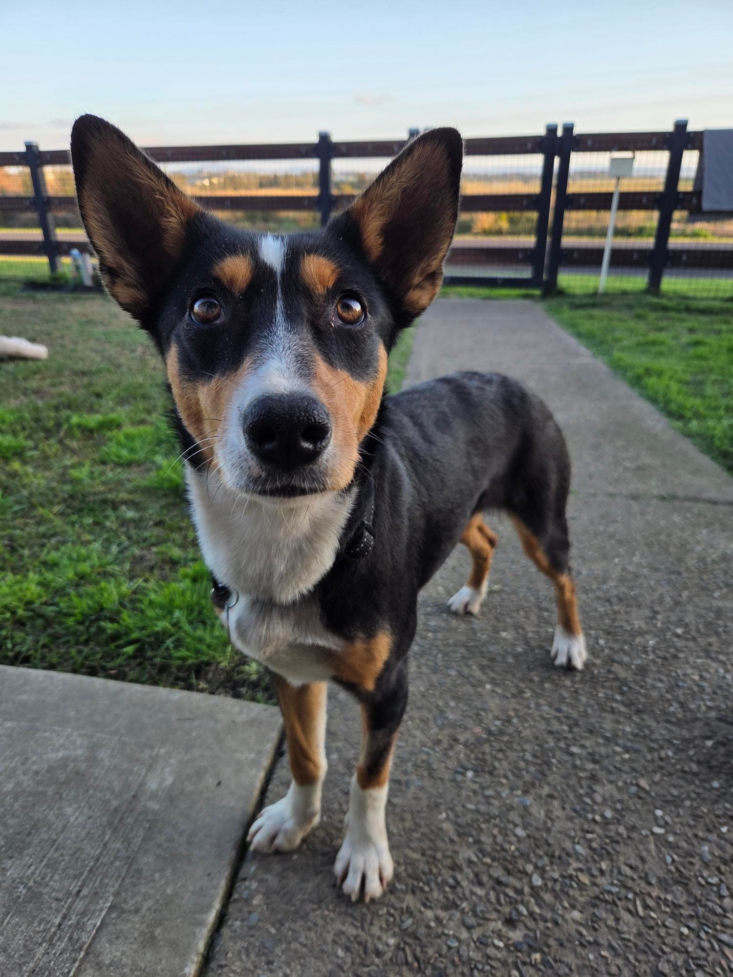 Roxy - Australian Kelpie available for adoption at RSPCA NSW in Newcastle