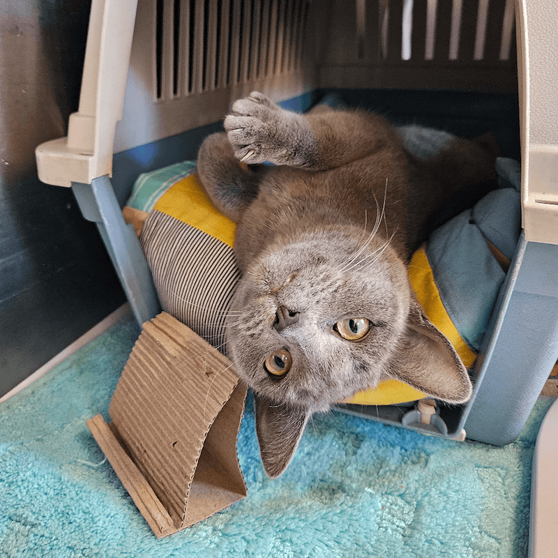 Grey - Domestic Short Hair cat available for adoption at RSPCA NSW in Sydney