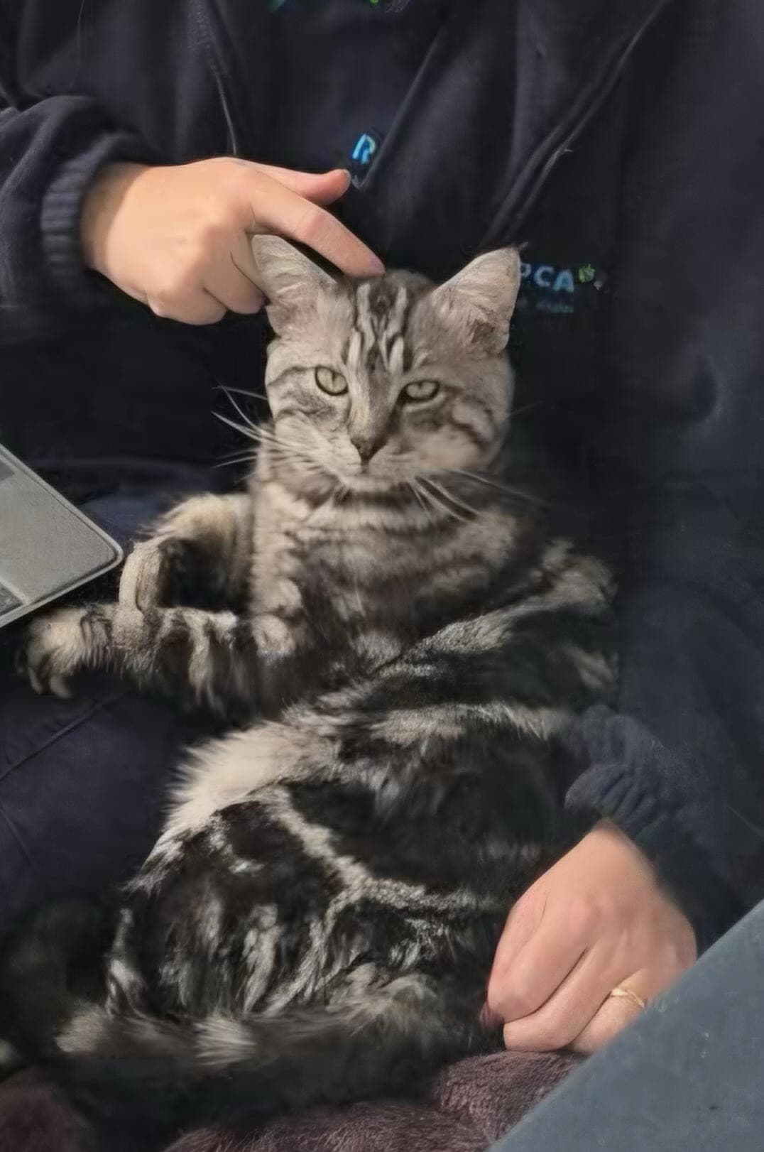 Leonardo - Domestic Short Hair cat available for adoption in Newcastle