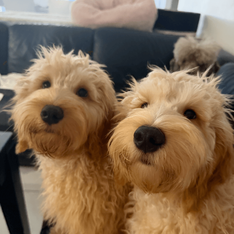 Olaf - Golden Retriever / Poodle (Miniature) available for adoption in Newcastle