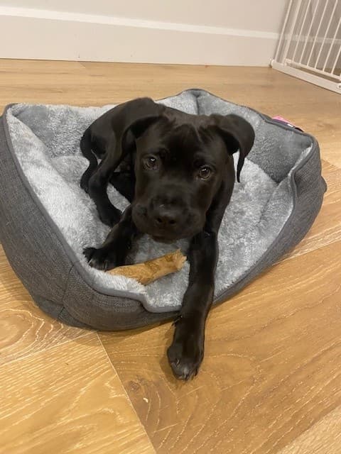 Doak - Cane Corso / American Staffordshire Terrier available for adoption at RSPCA NSW in Sydney