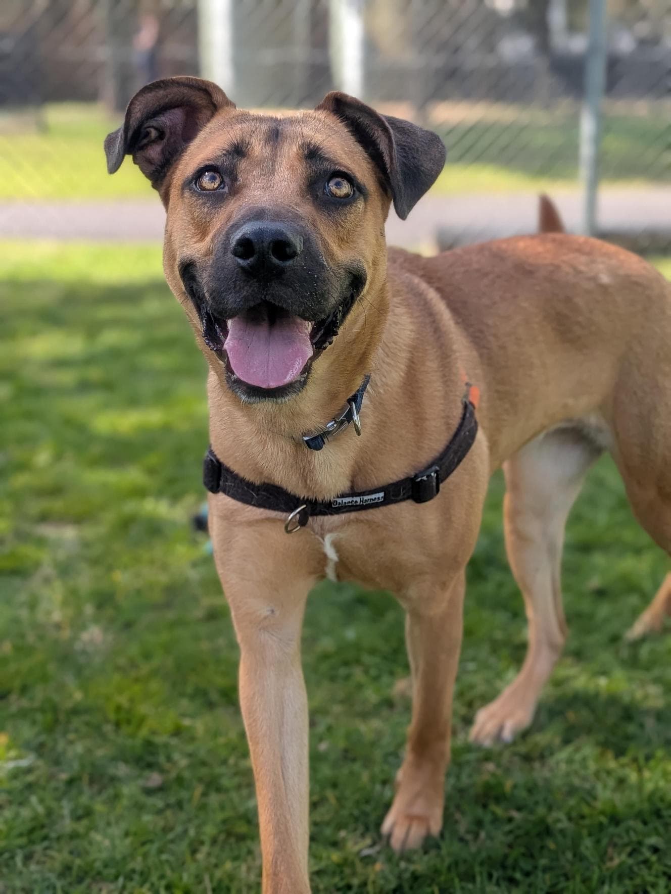 Bambi - German Shepherd Dog / Dogue de Bordeaux available for adoption in Central Coast